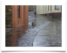 2. Lone Pedestrian in Stromness copy - Suzanne Gregory 2. Lone Pedestrian in Stromness copy - Suzanne Gregory